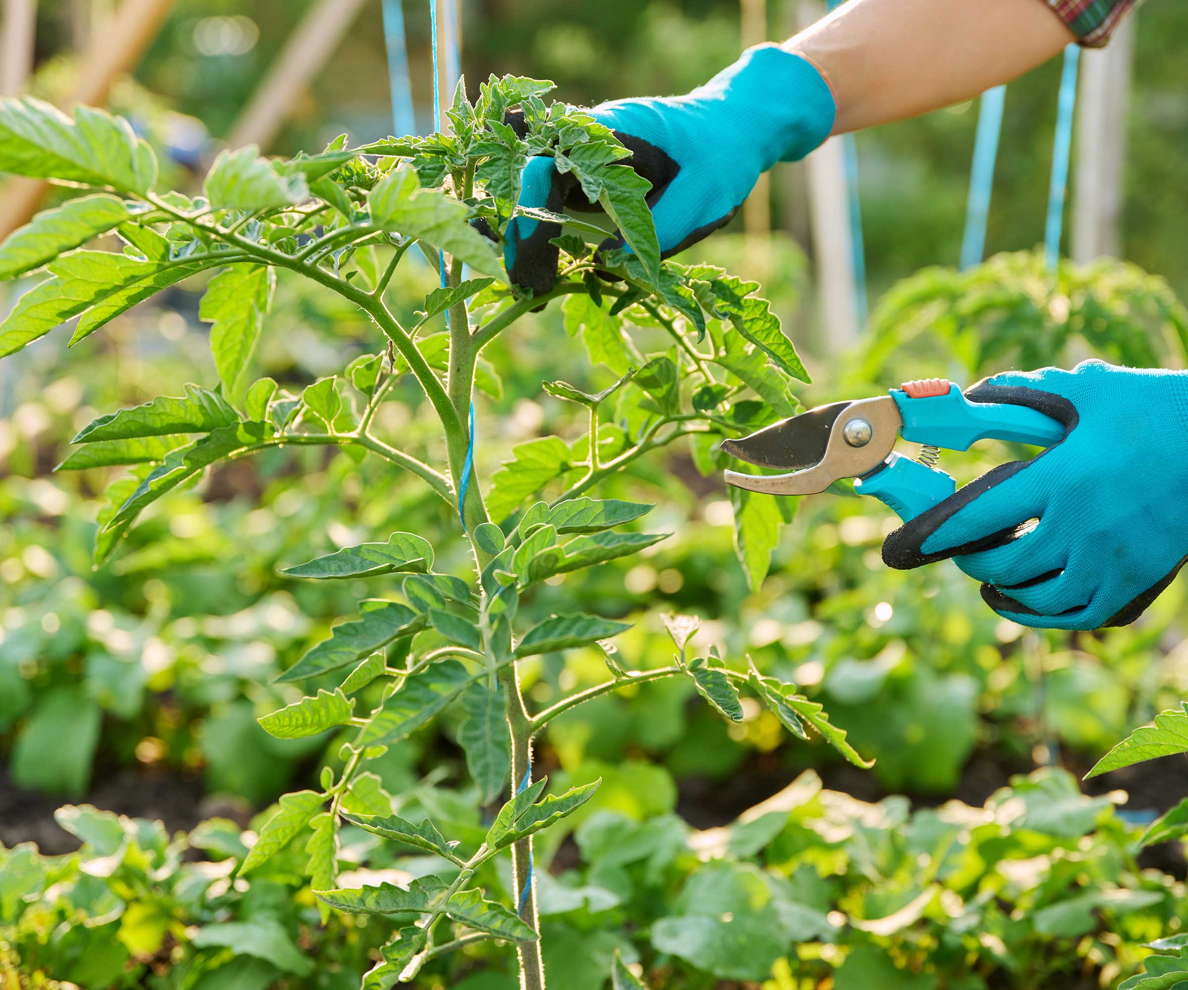 pruning tomato plants