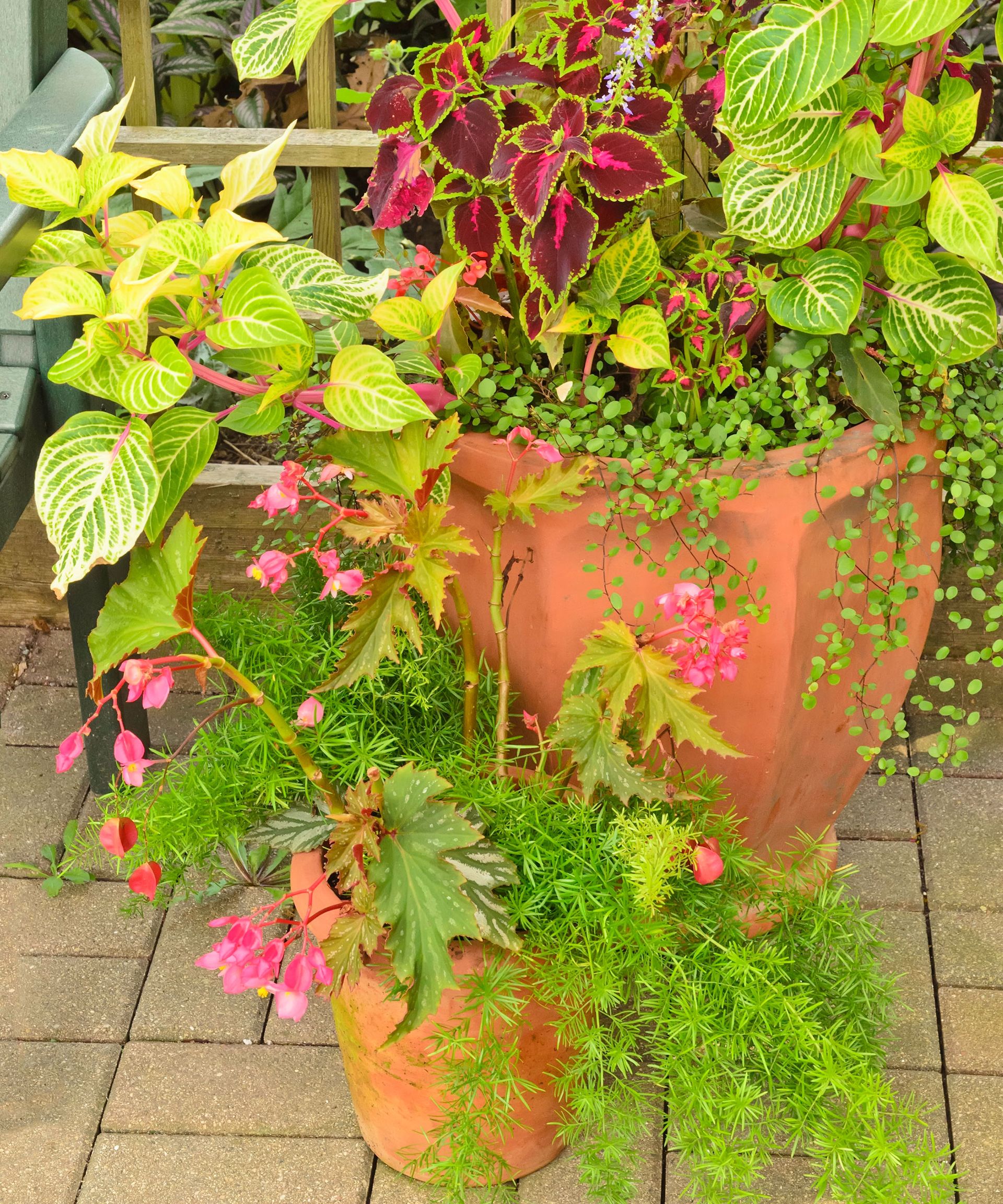 fall container filled with desert sunset plants such as coleus and lysimachia