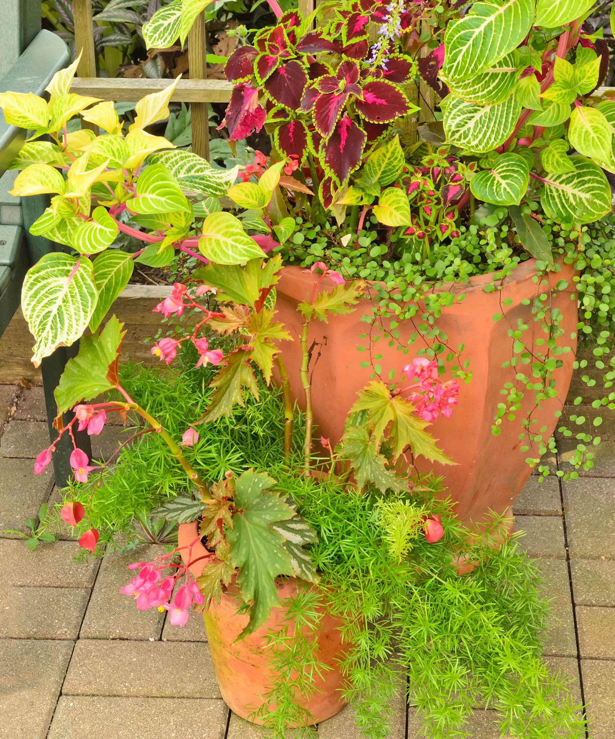 fall container filled with desert sunset plants such as coleus and lysimachia
