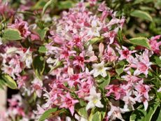 Pink And White Flowered Weigela Shrub