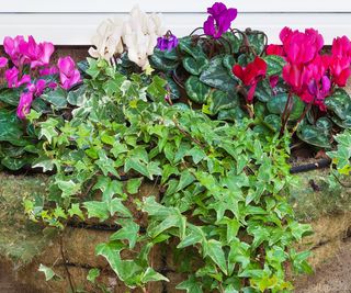 Trailing ivy in a basket of cyclamen