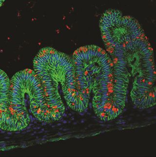 Lab-grown human stomach