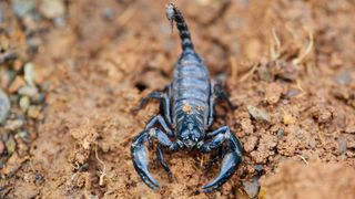 An emperor scorpion crawling on the ground