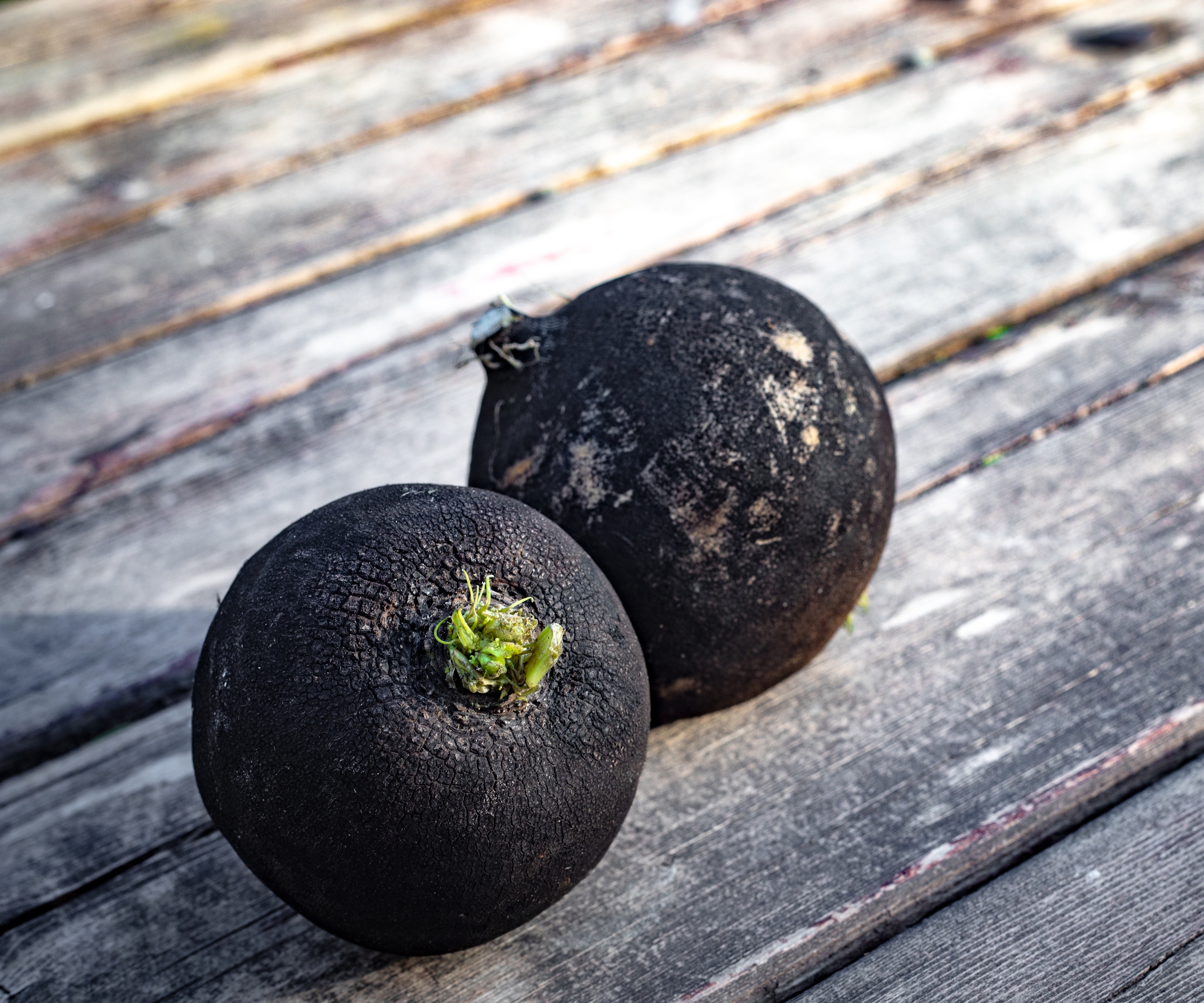 Two black Spanish winter radishes on a wooden table