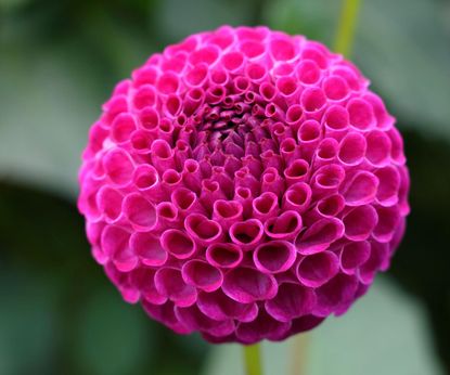 Types of dahlias: 16 showstoppers for beds and borders | Homes & Gardens