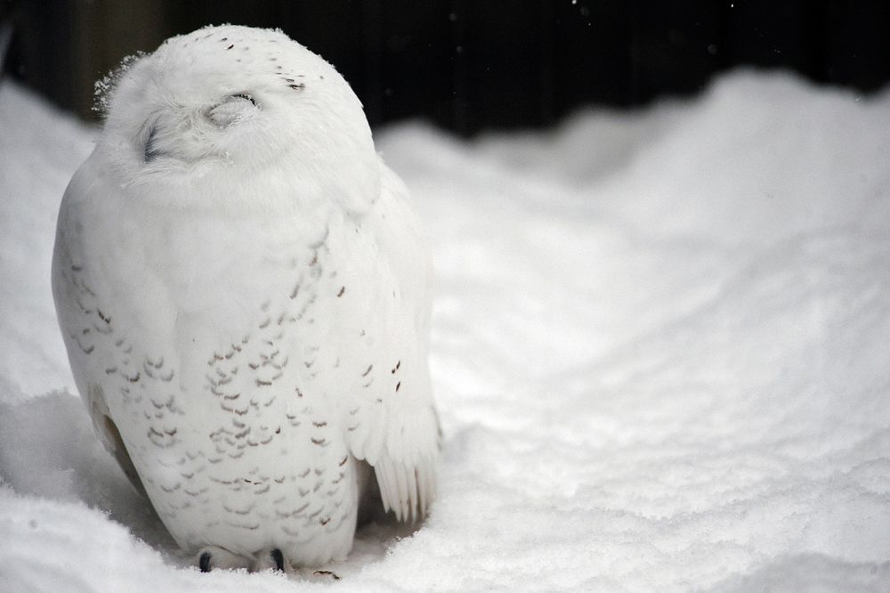 snowy owls