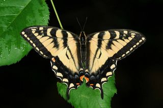 The Canadian tiger swallowtail butterfly is found in Canada and bordering areas of the United States.