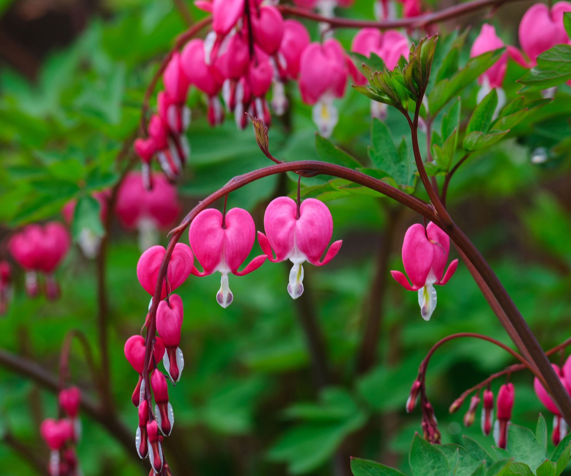 bleeding heart plants with pink and white flowers