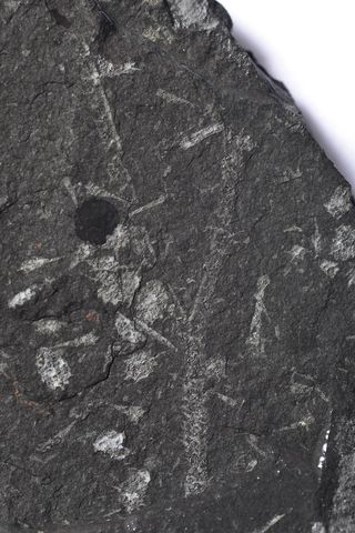 Graptolite fossil 