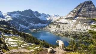 Goats in front of turquoise lake at Glacier National Park