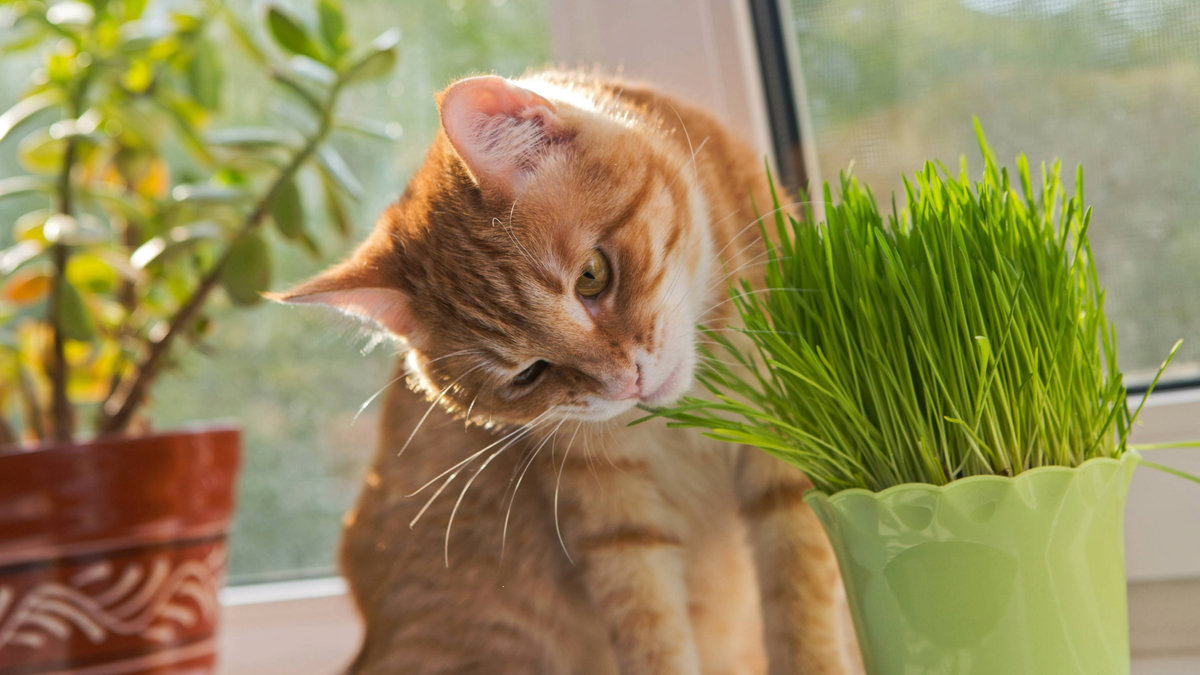 Ginger cat sniffing catnip plant in a pot in front of a window