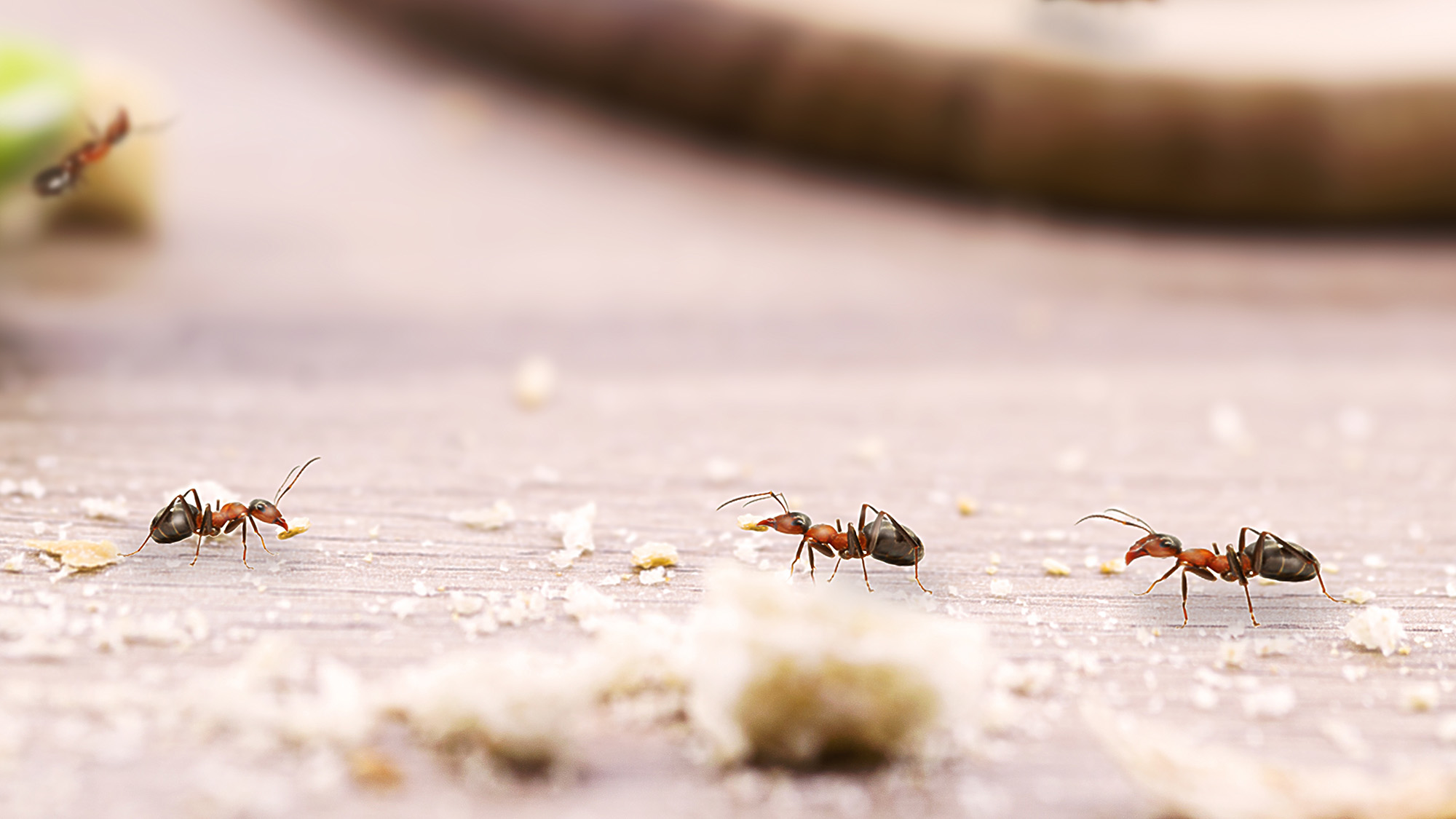 Ants on countertop with crumbs