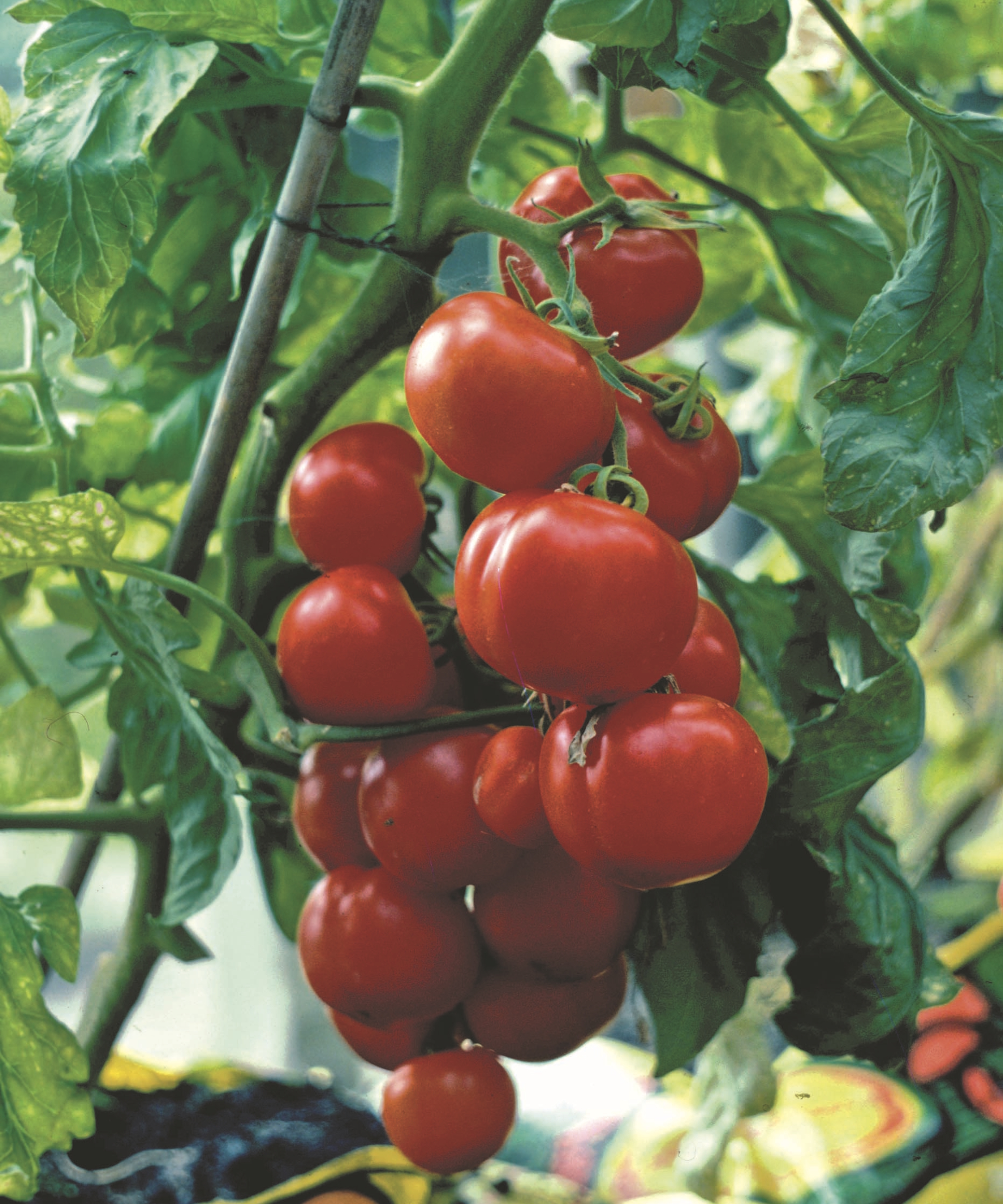 Ripe red tomatoes on a truss