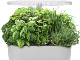 countertop hydroponic garden with herbs