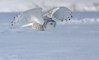 Snowy owls, like Harry Potter's Hedwig, have wingspans of about 5 feet and they are known to swallow prey, such as lemmings, whole.