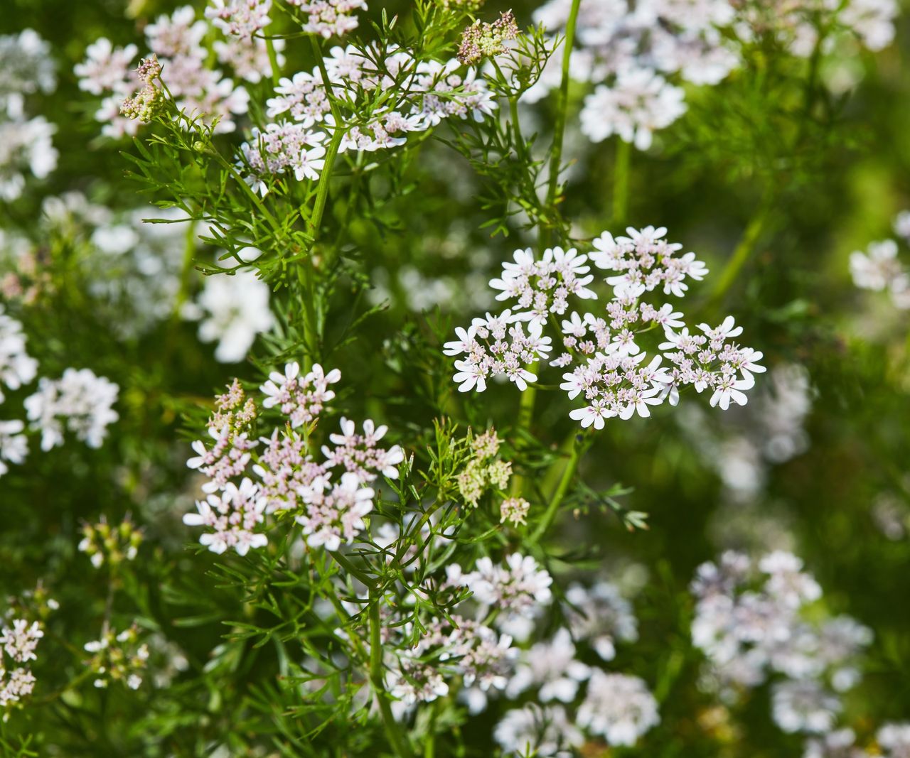 How to harvest coriander seeds expert tips to crop seeds Homes & Gardens