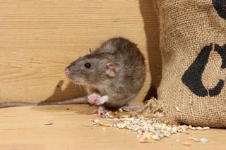 norway rat, brown rat, rat