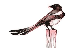 Ink drawing of a magpie