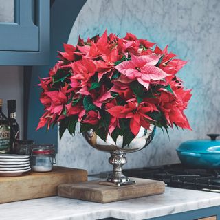 Poinsettia arrangement in silver metal vase on kitchen countertop