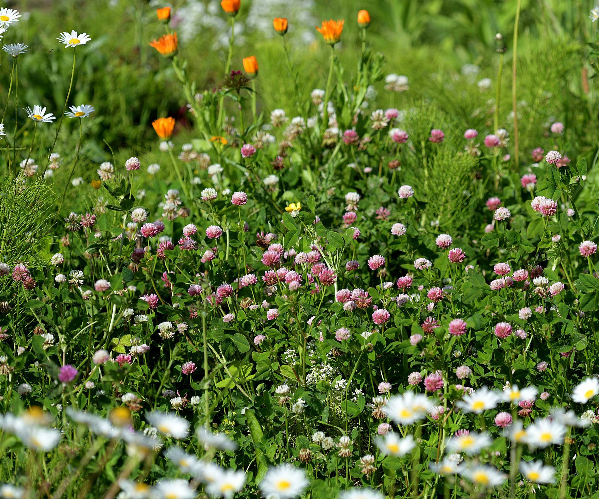 flowering plants in lawn