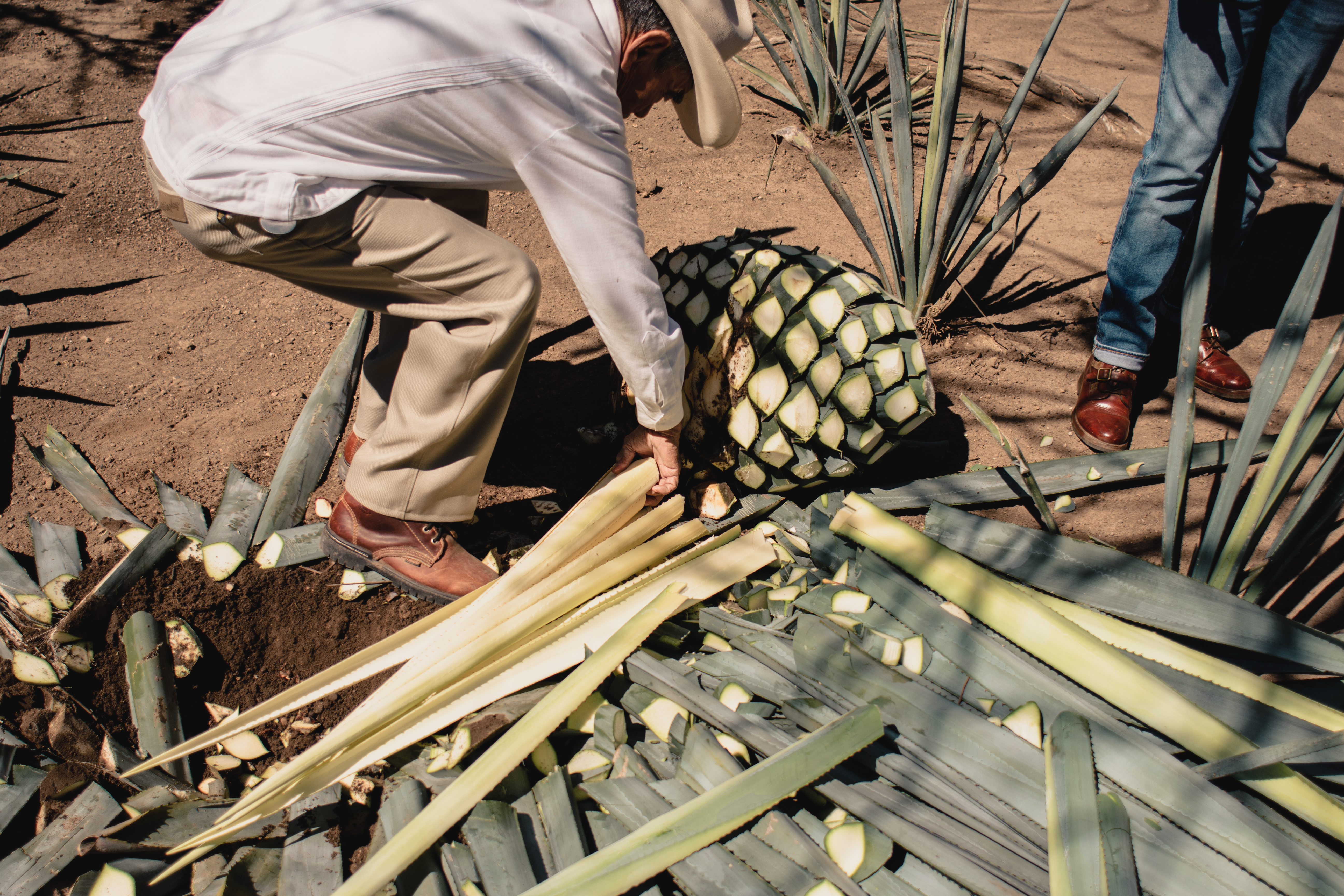 Agave plants are harvested