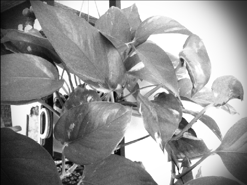 A black and white photo of a plant's leaves, taken on a myFirst Camera 50 smartphone camera for 5-12-year-olds
