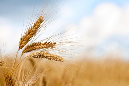 grain harvest