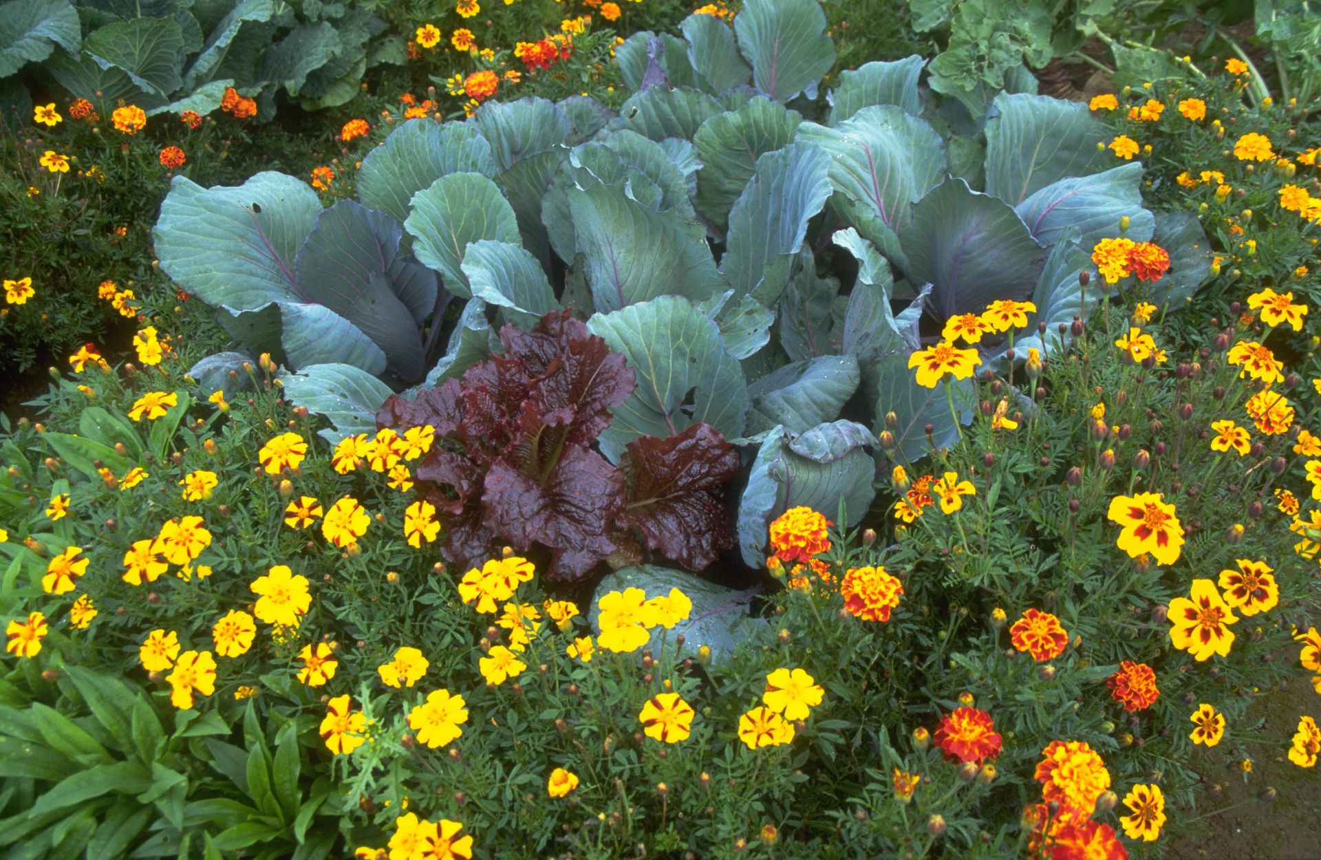 How to grow marigolds: add intense color to borders and containers ...