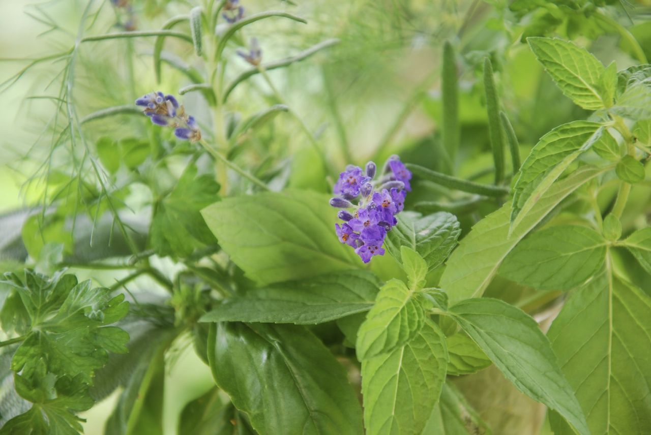 Purple Flowered Plant