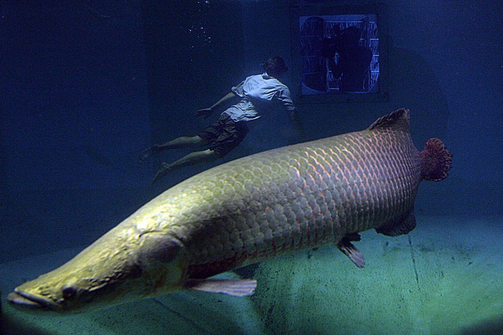 The arapaima is one of the largest fish in South America