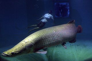 The arapaima is one of the largest fish in South America