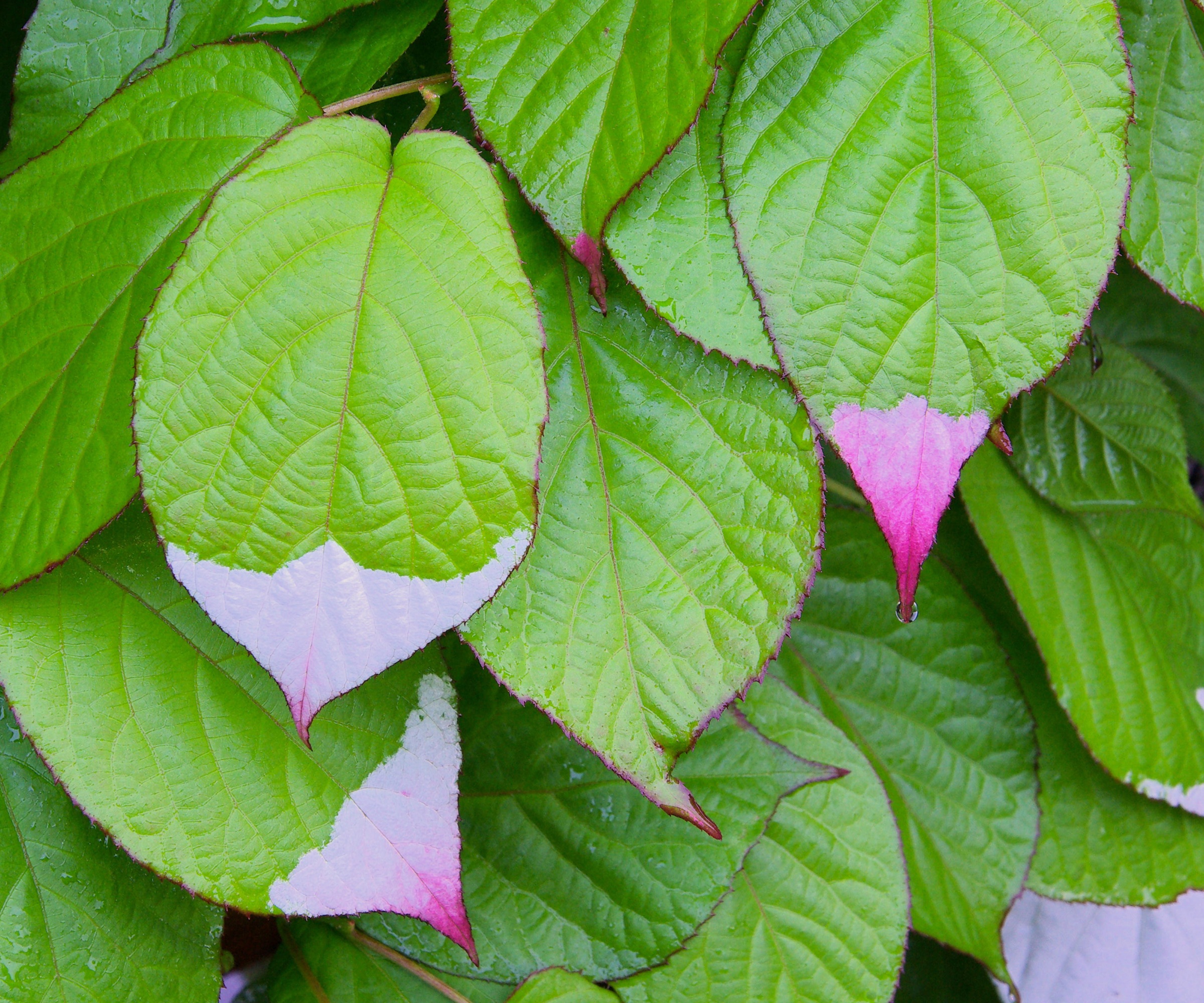 Actinidia kolomikta
