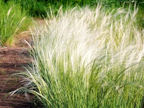 Greenwood Nursery: Live Ornamental Grasses - Mexican Feather Grass + Nassella Tenuissima - [qty: 1x Pint Pot] - (click for Other Available Plants/quantities)