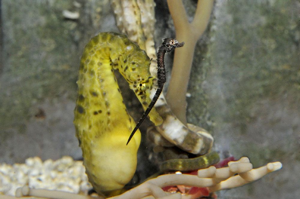 Baby and adult pot-bellied seahorses