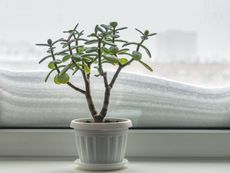 Potted Plant On A Windowsill Overlooking A Snowy Background