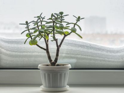 Indoor Ornamental Deciduous Plants On The Windowsill Table In The