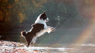 Australian shepherd dog jumping in water