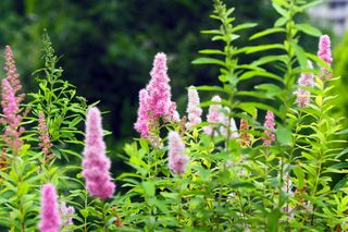 Pink butterfly bushes in a bed of greenery