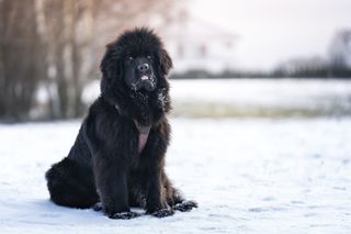 dog sitting in the snow