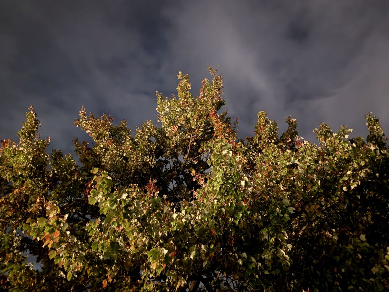 Apple iPhone 16 Pro Max Low Light Sample.