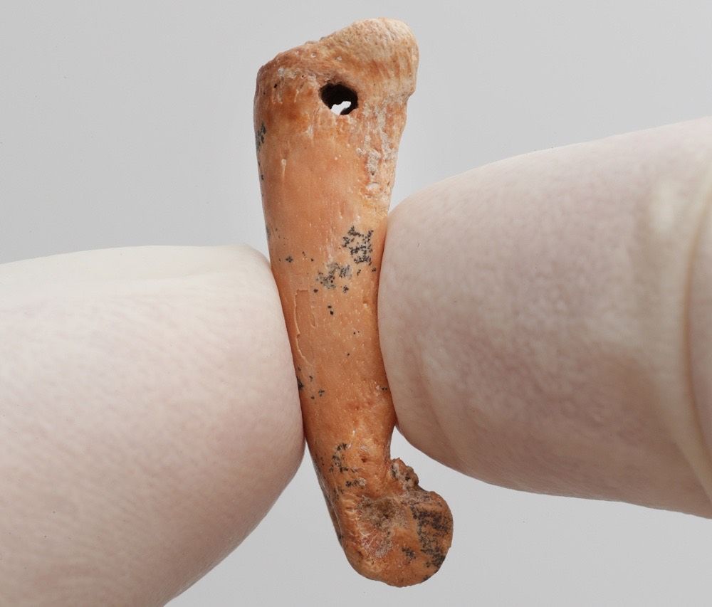 Dated to between 26,000 to 22,000 years ago, this artifact, made from the bone of a bear cuscus, was likely worn as a pendant on the Indonesian island of Sulawesi where it was found.