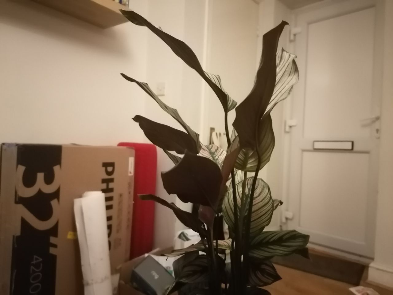 Low light pictures didn't capture that much detail or texture