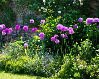 Purple alliums in the border of a walled English country summer garden