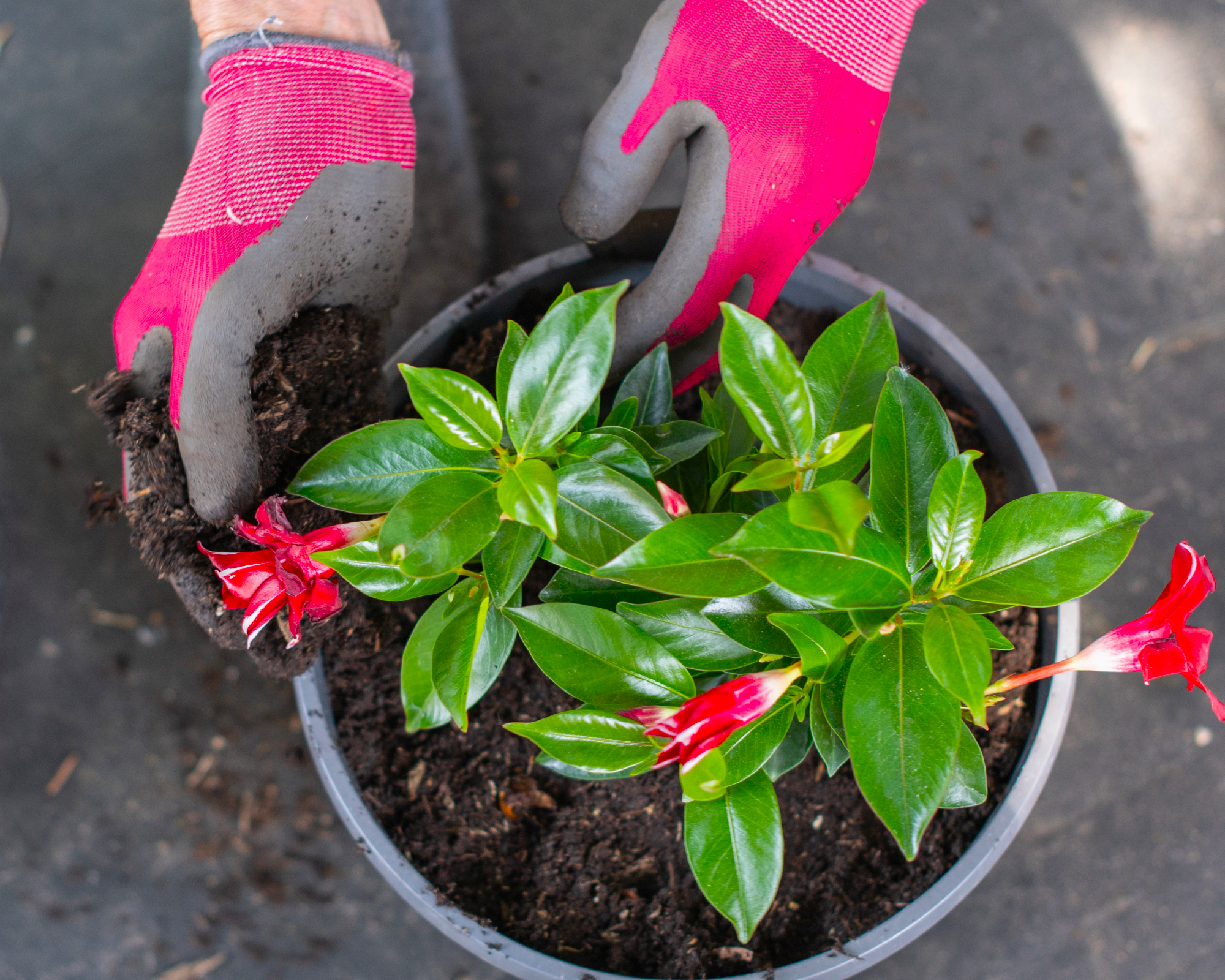 woman repotting a mandevilla
