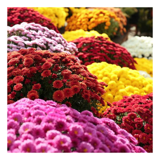 A patch of multi-colored chrysanthemums