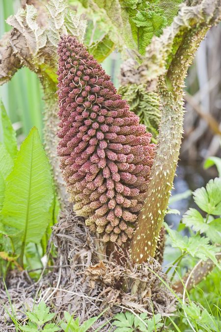 gunnera seed