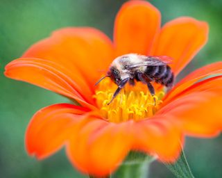 Monty Don's tender annuals tips - Bumblebee on a tithonia