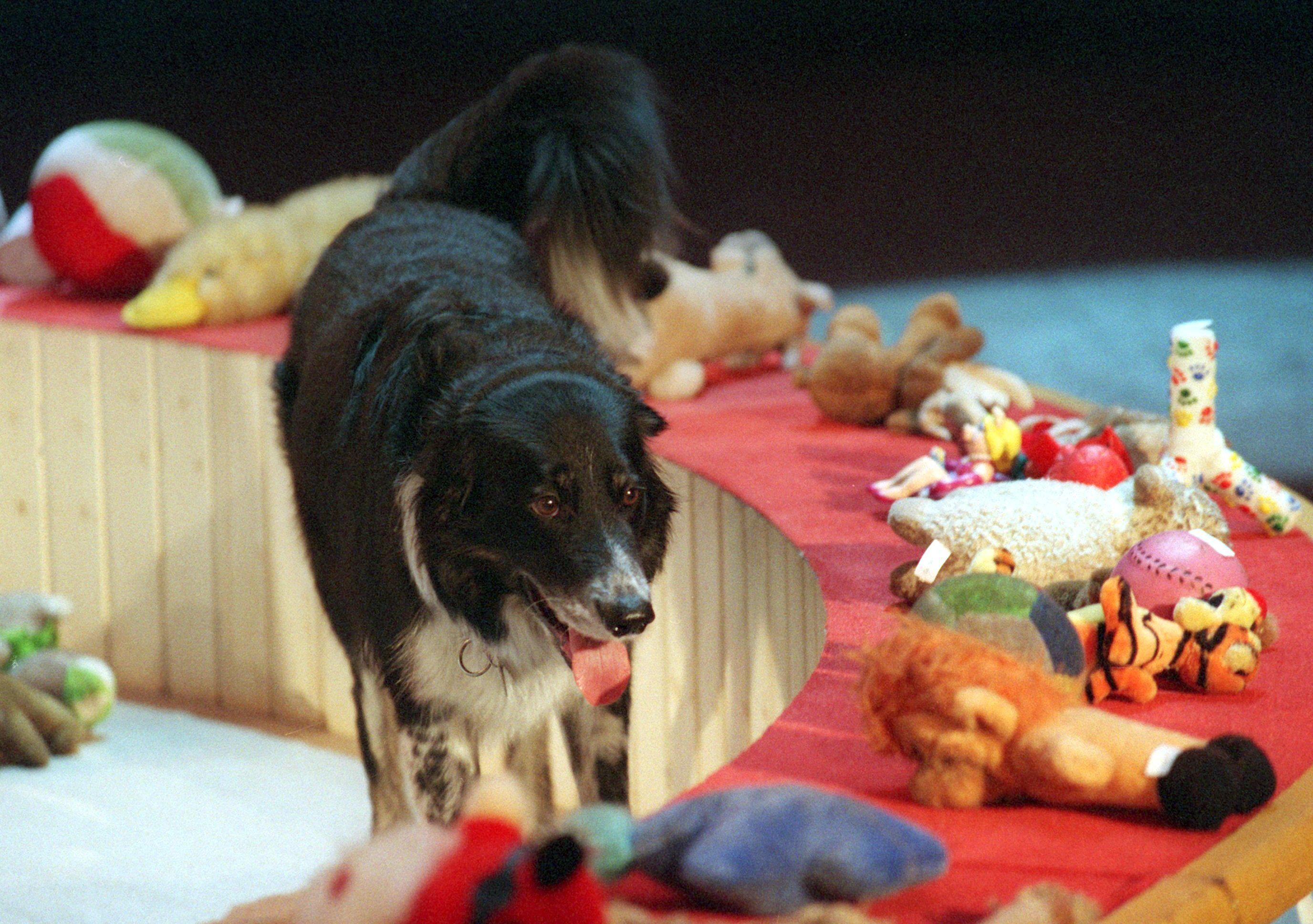 Rico, a border collie studied for his exceptional intelligence, walking past a display of soft toys arranged on a low platform.