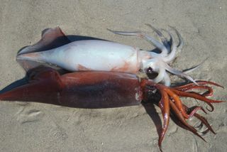 humboldt-squid