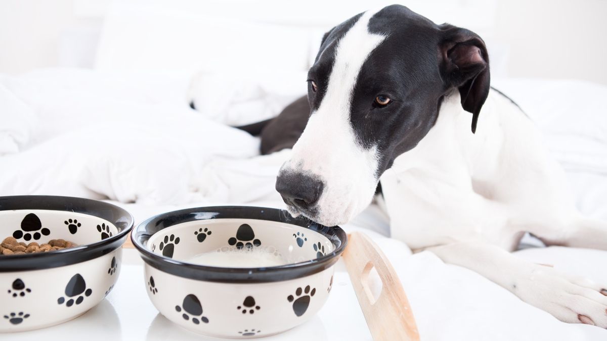 Can dogs drink milk? PetsRadar
